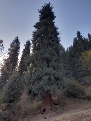 Picea schrenkiana