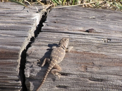 Crotaphytus collaris