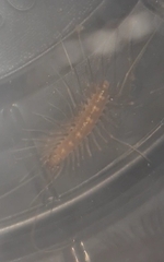 Scutigera linceci