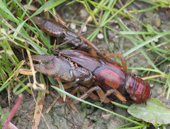 Procambarus