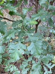 Quercus