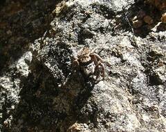 Habronattus oregonensis