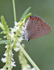 Satyrium titus