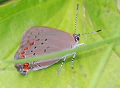 Satyrium titus