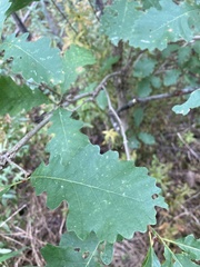 Quercus