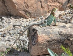 Crotaphytus collaris