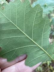 Quercus