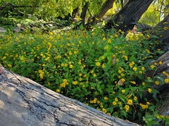 Acmella oppositifolia
