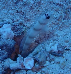 Amblyeleotris steinitzi