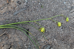 Albuca