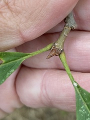 Quercus