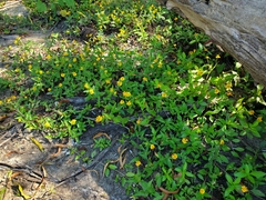 Acmella oppositifolia