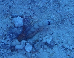 Amblyeleotris steinitzi