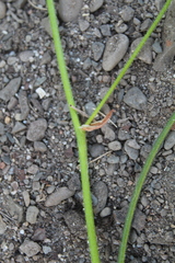 Albuca