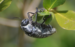 Julodis fimbriata lacunosa