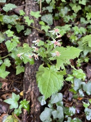 Eurybia divaricata