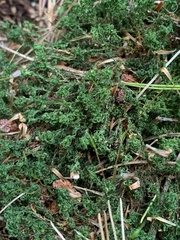Atrichum altecristatum