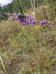 Bombus fraternus
