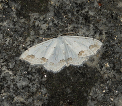 Scopula ornata