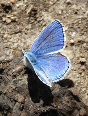 Polyommatus bellargus