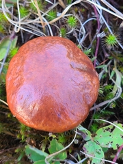 Suillus