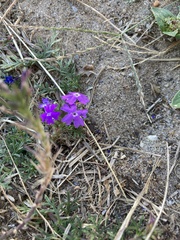 Verbenaceae