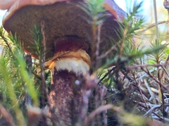 Suillus