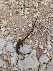 Algyroides nigropunctatus