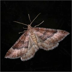 Larentia clavaria