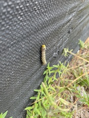Anisota virginiensis