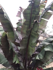 Ensete