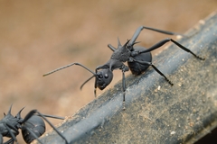 Polyrhachis armata