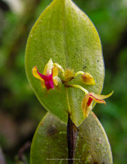 Lepanthes