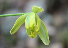 Albuca