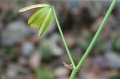 Albuca