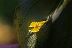 Lepanthes