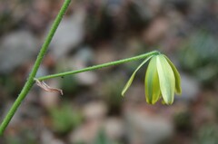 Albuca