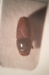 Scolytus intricatus