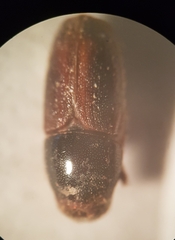 Scolytus intricatus
