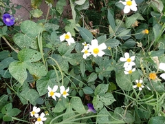Bidens odorata