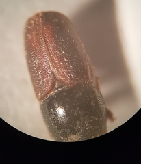 Scolytus intricatus