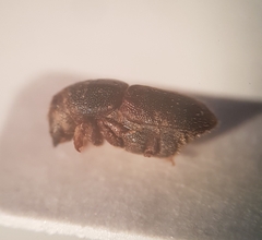 Scolytus intricatus
