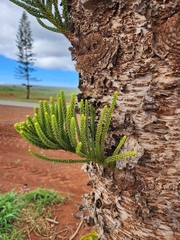 Araucaria columnaris