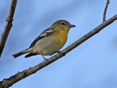 Vireo flavifrons