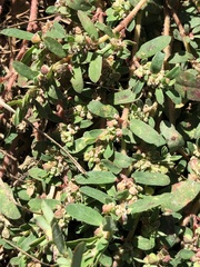 Euphorbia humistrata