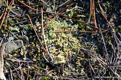 Cladonia foliacea