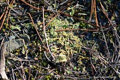 Cladonia foliacea