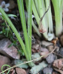 Albuca