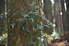 Hydrangea viburnoides