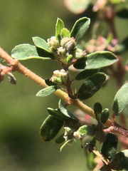 Euphorbia humistrata